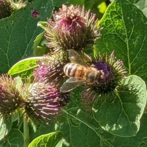 Even Burdock Is Useful Image
